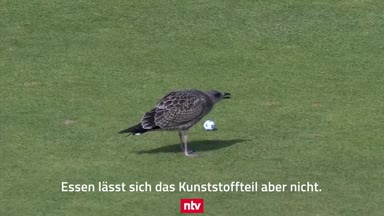 Verrückt! Möwe crasht Golf-Turnier