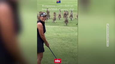 Irre Szenen: Kängurus belagern Golfer