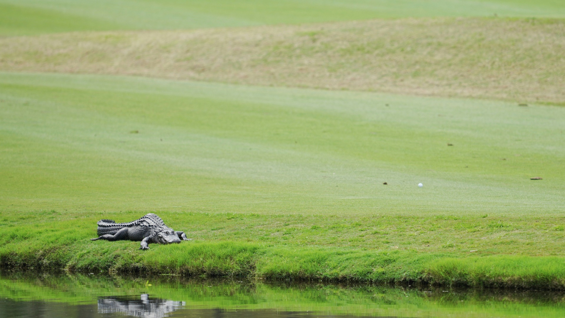 "Florida Gator" besucht das Golfturnier in Palm Beach Gardens